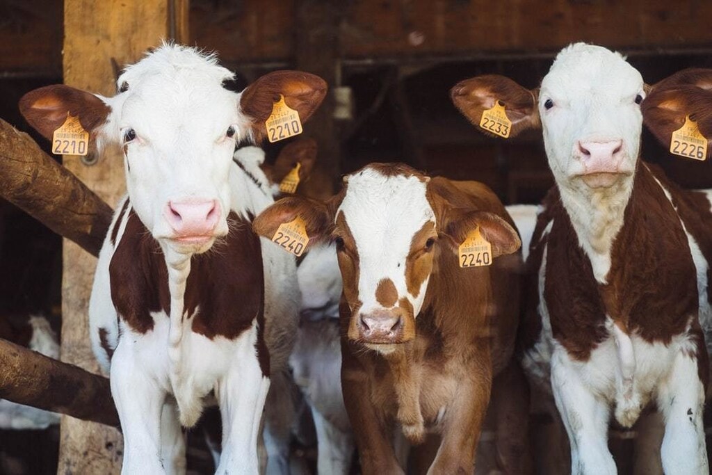 Three cows at a farm with tags in ears.