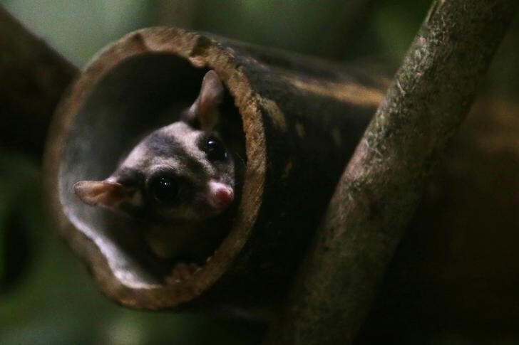 A Sugar Glider, Petaurus breviceps, looks out at visitors from a tree trunk inside its enclosure at the Night Safari in Singapore August 17, 2012. The Sugar Glider is part of the new Wallaby Trail exhibit which opened to the public on Friday. REUTERS/Tim Chong (SINGAPORE - Tags: ANIMALS ENVIRONMENT SOCIETY)