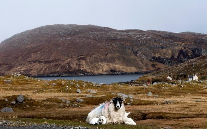 An ewe and its lambs rest on the Isle of Lewis and Harris, an island off the northwestern tip of Scotland in the Outer Hebrides, Britain April 27, 2016. Picture taken April 27, 2016. REUTERS/Russell Cheyne TPX IMAGES OF THE DAY