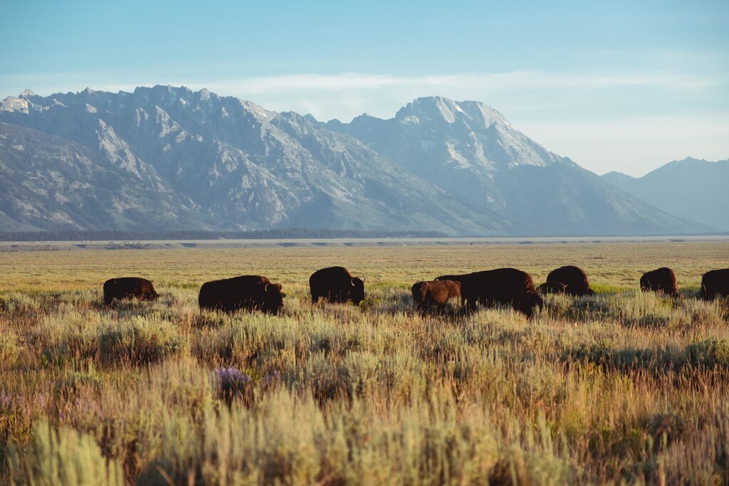 Bison pictured grazing on a plain.