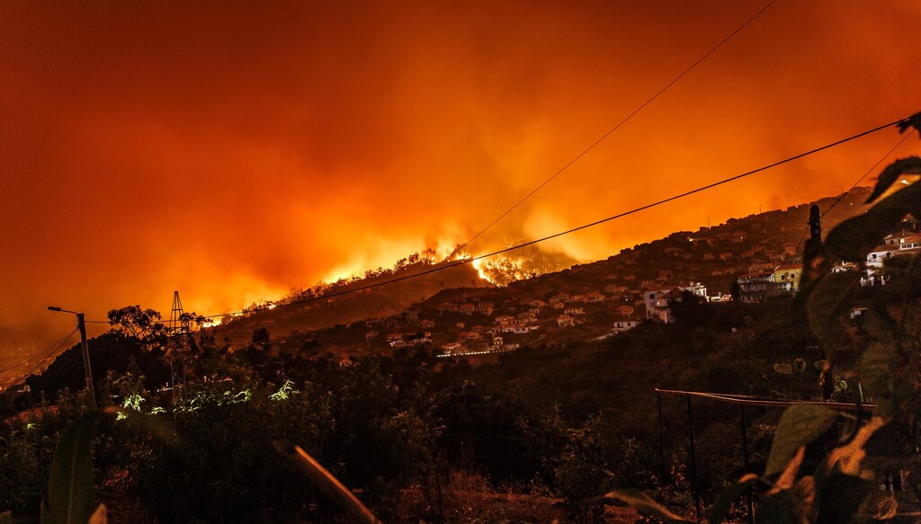 some wildfires, like this one here in Portugal, may actually help forest ecosystems