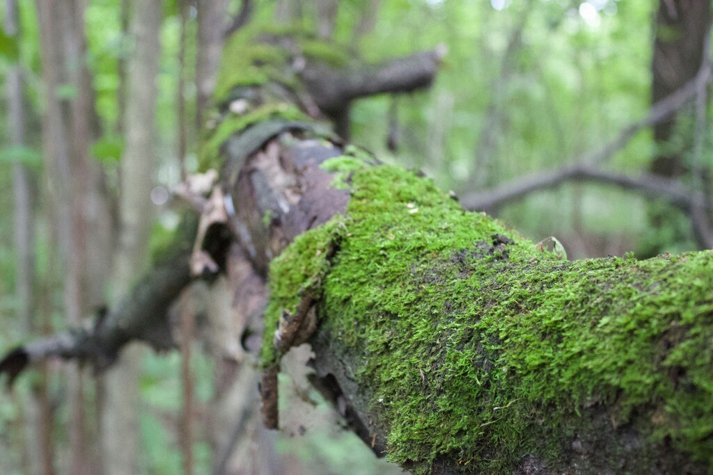 Primer plano de una rama de árbol en la selva cubierta de musgo.