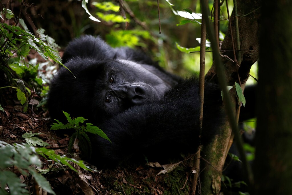 A male mountain gorilla from the Mukiza group is seen in the forest within the Bwindi National Park near the town of Kisoro, Uganda March 31, 2018. REUTERS/Baz Ratner