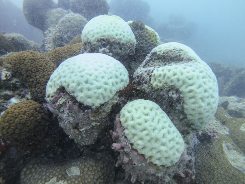 Bleached coral in the Abrolhos reef system off the coast of Brazil; seven months ago this was healthy