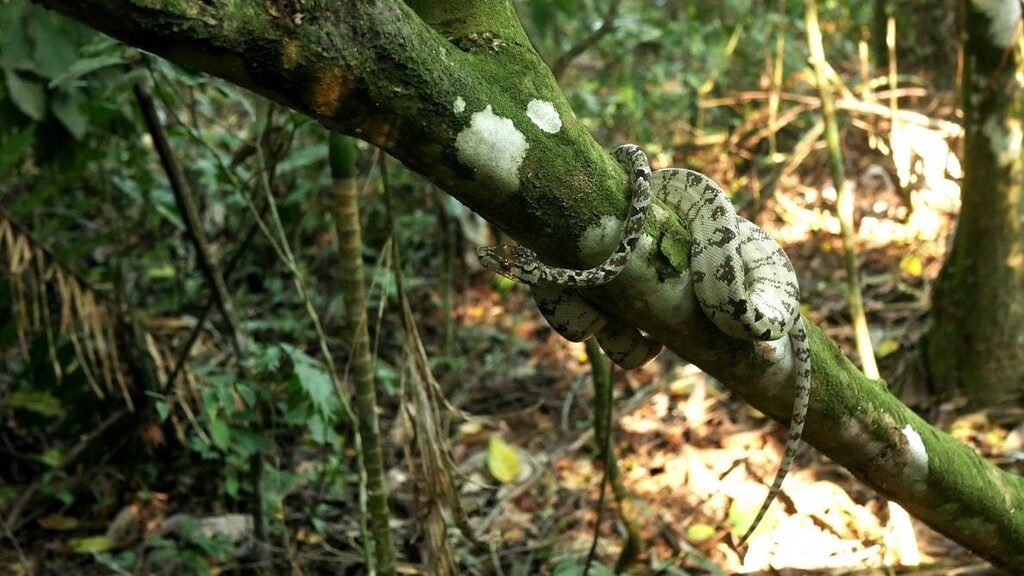 image of a snake in the Amazon rainforest