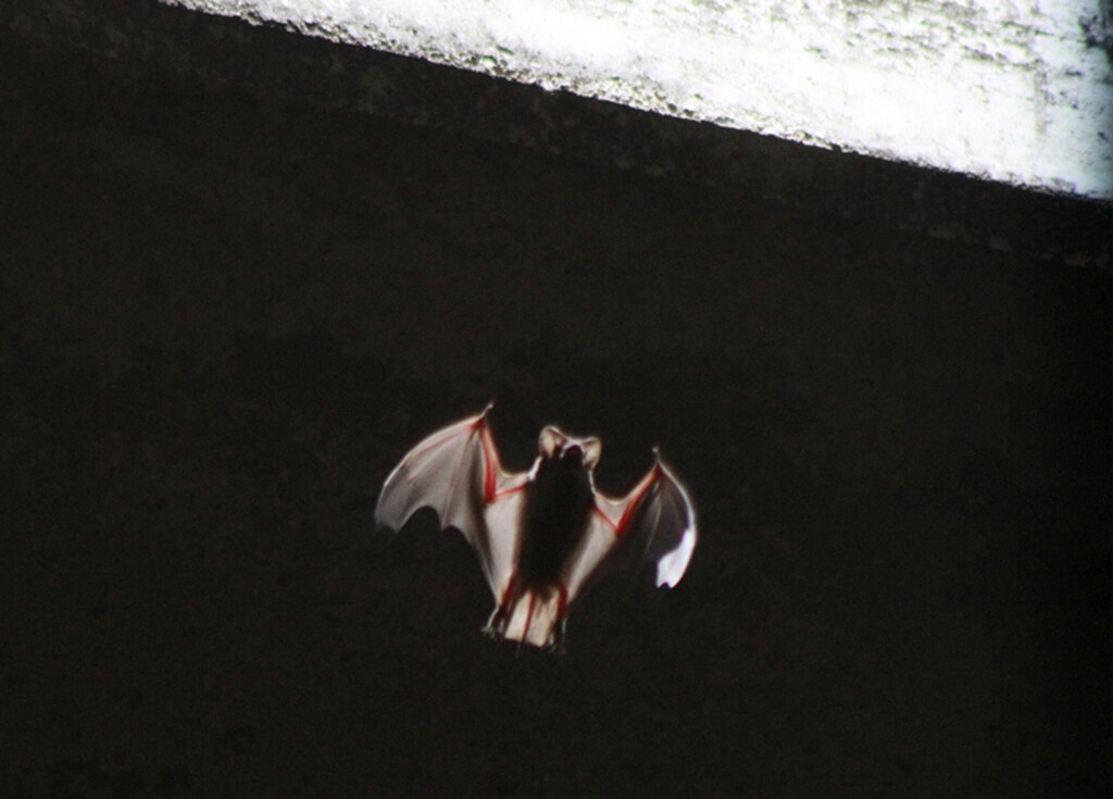 One of some 1.5 million bats emerges from below the Congress Street Bridge near downtown Austin, Texas July 27, 2011, as they do every night in the summer, looking for food. The largest urban bat colony in the world lives below a bridge in Austin. The drought has killed off crops in Texas, and that in turn has killed off those delicious pests the Mexican free-tailed bats consider dinner. Each night they stream from under a bridge by the hundreds of thousands in a black cloud so large that it shows up on local weather radar. Picture taken July 27, 2011. REUTERS/Charlie L. Harper III (UNITED STATES - Tags: ANIMALS ENVIRONMENT) - RTR2PDN1