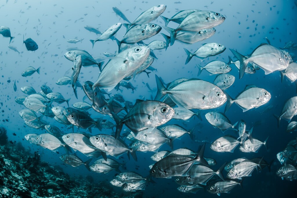 Un banco de peces nadando en el océano
