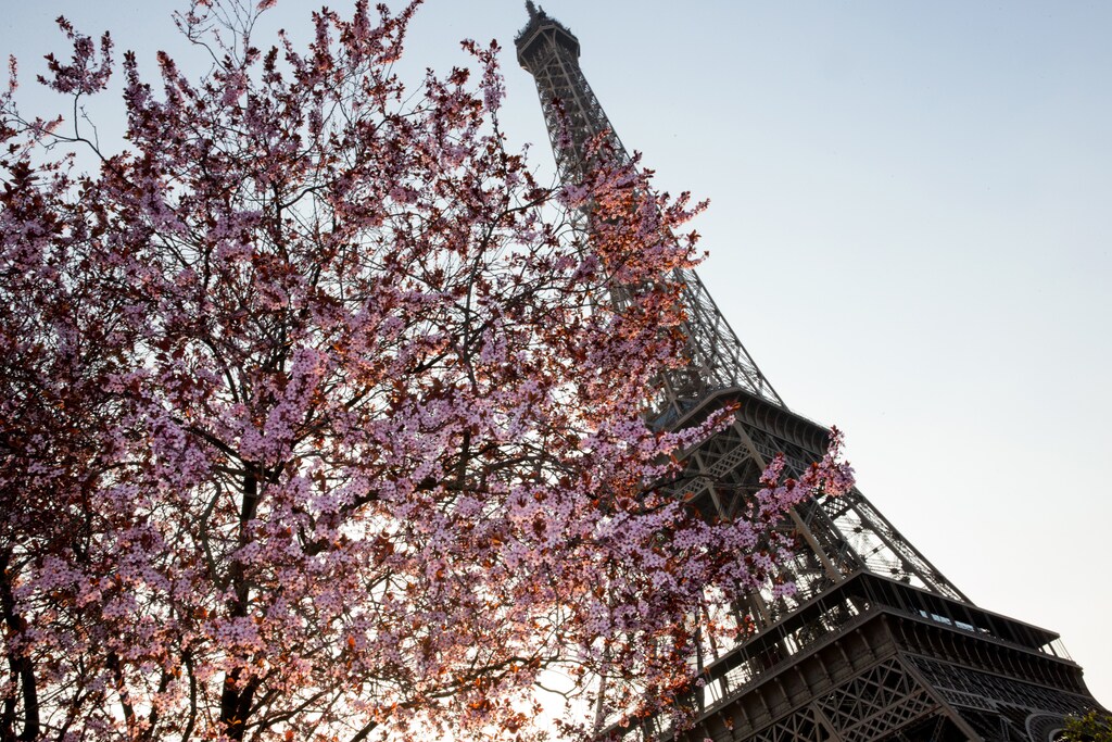 Tree blossoms frame the Eiffel Tower on a Spring day in heat spring summer nature trees plant biology environment renewable solar energy change transition friendly environment carbon footprint carbon emissions reduction change natural climate change global warming air pollution clean energy power renewable plastic plastics