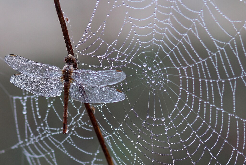 A dragonfly on a spider's web