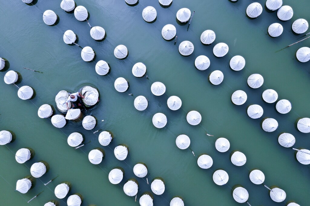 A worker collects fishing nets at an aquaculture company in Xuzhou, Jiangsu province, China August 30, 2018. Picture taken August 30, 2018. REUTERS/Stringer ATTENTION EDITORS - THIS IMAGE WAS PROVIDED BY A THIRD PARTY. CHINA OUT. NO COMMERCIAL OR EDITORIAL SALES IN CHINA. TPX IMAGES OF THE DAY - RC1E5075FAB0