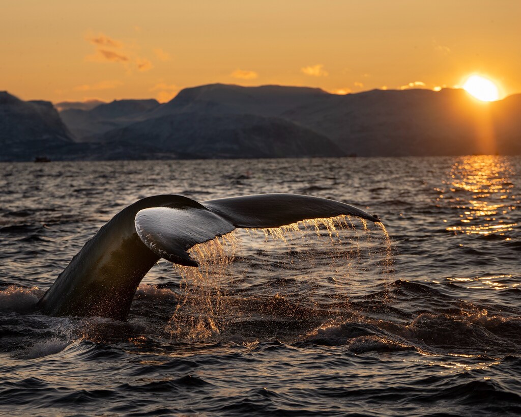 Preserving marine life and restoring ocean health is good for business.