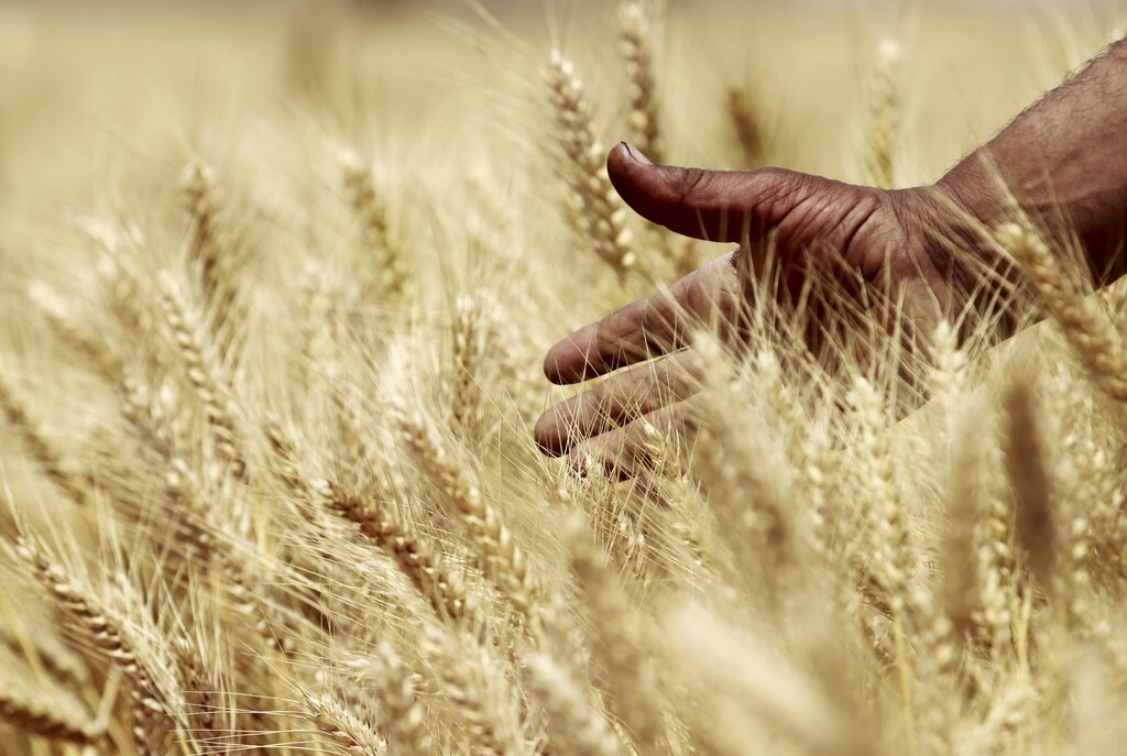 A farmer harvests wheat on a field in the El-Menoufia governorate, about 9.94 km (58 miles) north of Cairo April 23, 2013. Egypt's wheat crop will be close to 10 million tonnes this season, agriculture minister Salah Abdel Momen said on Sunday as the harvest gets underway, more than the supply minister's 9.5 million tonne forecast. Picture taken April 23, 2013. REUTERS/Mohamed Abd El Ghany (EGYPT - Tags: AGRICULTURE BUSINESS COMMODITIES) - GM1E94O1QJE01
