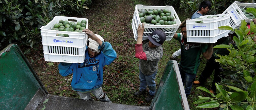 Los trabajadores agrícolas llevan cajas de aguacates recién cosechados en el estado de Michoacán, México.