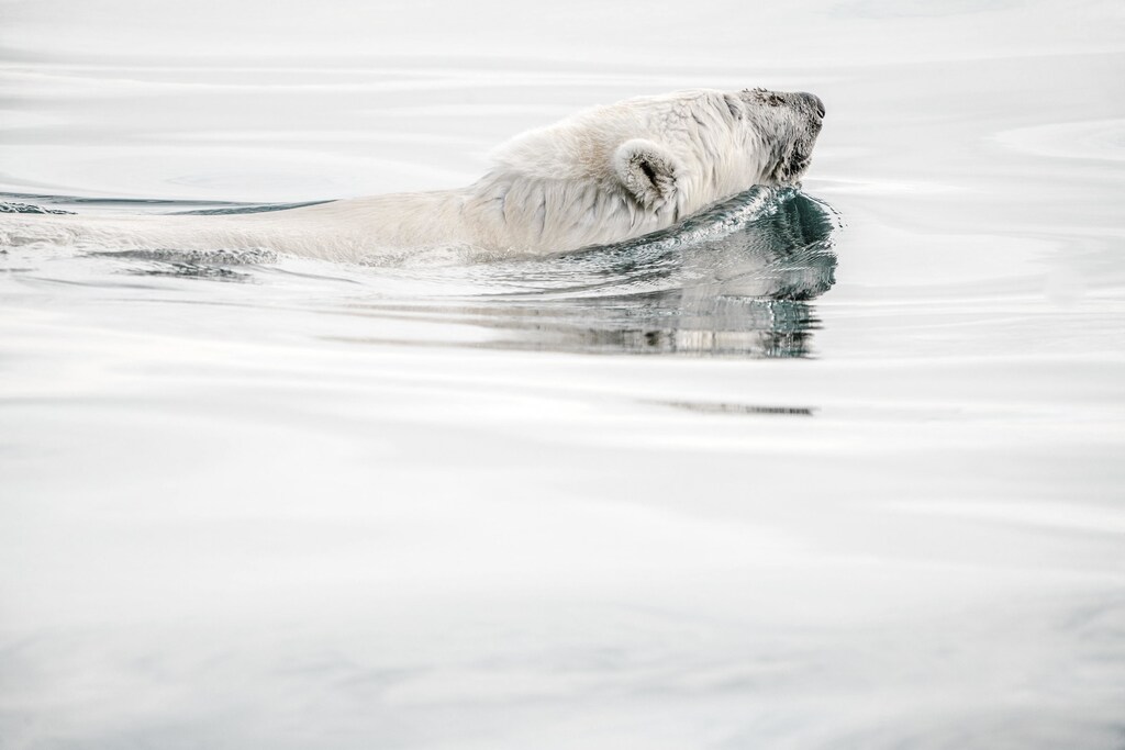 wildlife in the Arctic has already been affected by global warming, like this polar bear swimming here