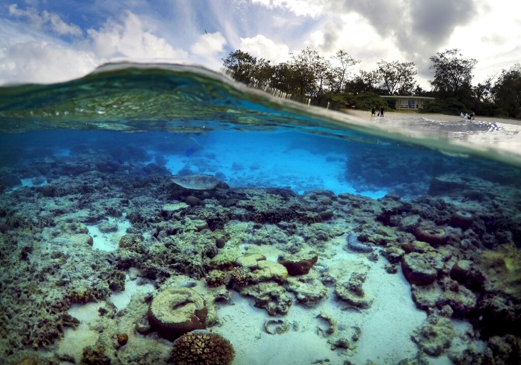 Tourists stand in front of huts that form part of the Lady Elliot Island Eco Resort where a turtle digs for food amongst the coral in the island's lagoon, north-east of the town of Bundaberg in Queensland, Australia, June 9, 2015. UNESCO World Heritage delegates recently snorkelled on Australias Great Barrier Reef, thousands of coral reefs, which stretch over 2,000 km off the northeast coast. Surrounded by manta rays, dolphins and reef sharks, their mission was to check the health of the world's largest living ecosystem, which brings in billions of dollars a year in tourism. Some coral has been badly damaged and animal species, including dugong and large green turtles, are threatened. UNESCO will say on Wednesday whether it will place the reef on a list of endangered World Heritage sites, a move the Australian government wants to avoid at all costs, having lobbied hard overseas. Earlier this year, UNESCO said the reef's outlook was "poor". REUTERS/David Gray TPX IMAGES OF THE DAYPICTURE 13 OF 23 FOR WIDER IMAGE STORY "GREAT BARRIER REEF AT RISK"SEARCH "GRAY REEF" FOR ALL PICTURES TPX IMAGES OF THE DAY - GF10000143350