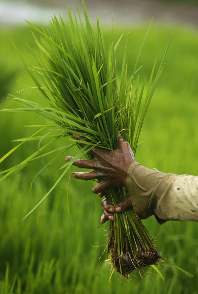 A farmer holds paddy seedlings in Bekasi, Indonesia's West Java province July 1, 2011. Indonesia sees higher unmilled rice output in 2011 and a bigger surplus of the staple food as it expands production areas, government officials said on Friday. REUTERS/Beawiharta (INDONESIA - Tags: BUSINESS AGRICULTURE) - GM1E7711DTA01