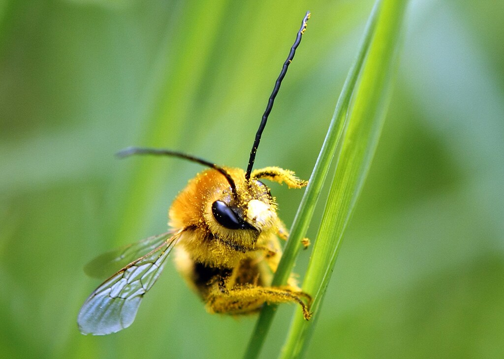A bee is covered with pollen as it sits on a blade of grass on a lawn in Klosterneuburg April 29, 2013. The European Commission said on Monday it would go ahead and impose a temporary ban on three of the world's most widely used pesticides because of fears they harm bees, despite EU governments failing to agree on the issue. In a vote on Monday, EU officials could not decide whether to impose a two-year ban - with some exceptions - on a class of pesticides known as neonicotinoids, produced mainly by Germany's Bayer and Switzerland's Syngenta. The Commission proposed the ban in January after EU scientists said the chemicals posed an acute risk to honeybees, which pollinate many of the crops grown commercially in Europe. REUTERS/Heinz-Peter Bader (AUSTRIA - Tags: AGRICULTURE ANIMALS ENVIRONMENT TPX IMAGES OF THE DAY) - RTXZ3DM