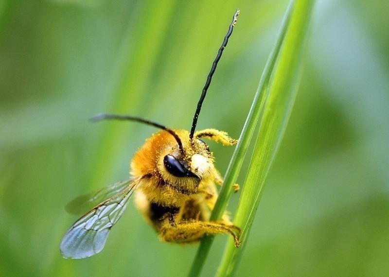 A bee is covered with pollen as it sits on a blade of grass on a lawn in Klosterneuburg April 29, 2013. The European Commission said on Monday it would go ahead and impose a temporary ban on three of the world's most widely used pesticides because of fears they harm bees, despite EU governments failing to agree on the issue. In a vote on Monday, EU officials could not decide whether to impose a two-year ban - with some exceptions - on a class of pesticides known as neonicotinoids, produced mainly by Germany's Bayer and Switzerland's Syngenta. The Commission proposed the ban in January after EU scientists said the chemicals posed an acute risk to honeybees, which pollinate many of the crops grown commercially in Europe. REUTERS/Heinz-Peter Bader (AUSTRIA - Tags: AGRICULTURE ANIMALS ENVIRONMENT TPX IMAGES OF THE DAY) - RTXZ3DM