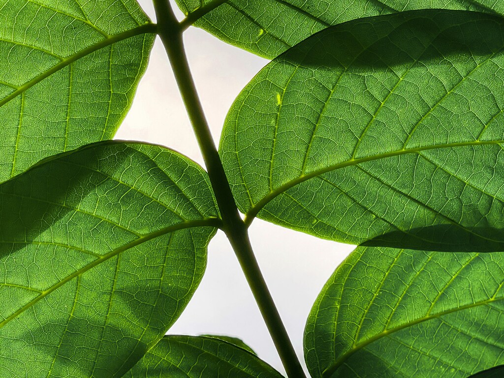 Leaves.