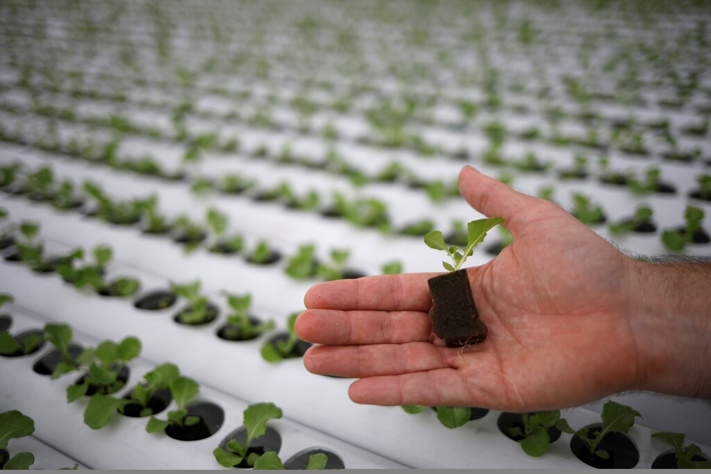 Comcrop CEO Peter Barber shows vegetable seedlings at his rooftop hydroponics farm at an industrial estate in Singapore May 17, 2019. Picture taken May 17, 2019. REUTERS/Edgar Su - RC1ECDD67560