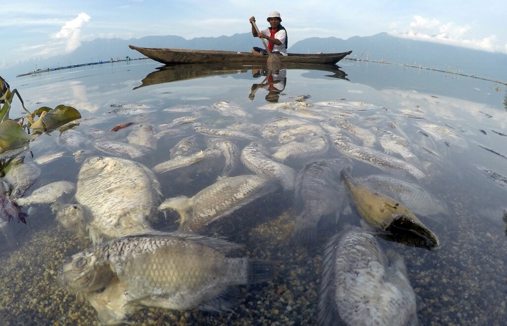A fisherman paddles a wooden boat as dead fish are seen at Maninjau lake in Agam regency,