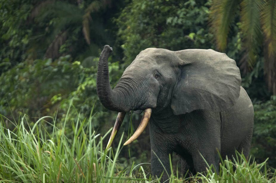 An African forest elephant (Loxodonta cyclotis) in Odzala-Kokoua National Park, Republic of the Congo.