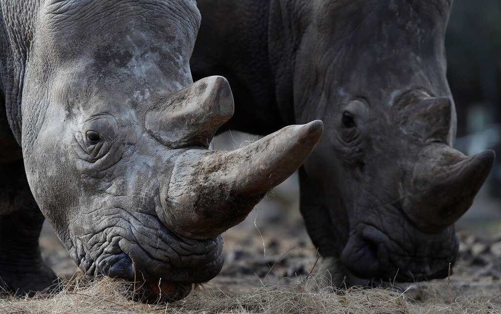 White rhinoceros Bruno (R) and Gracie are seen in their enclosure at Thoiry zoo and wildlife park, about 50 km (30 miles) west of Paris, France, March 7, 2017. Poachers broke into the zoo last night, shot dead four-year-old male white rhino called Vince, and sawed off its horn in what is believed to be the first time in Europe that a rhino in captivity has been attacked and killed. REUTERS/Christian Hartmann - RC1CD5C11990