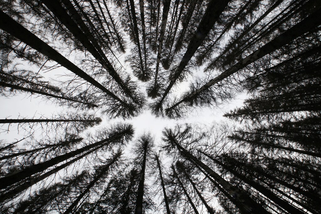 A spruce forest attacked by engrave beetles (Scolytidae) is seen at the Czech Republic's Sumava National Park, June 4, 2011. World Environment Day dedicated to forest, celebrated on June 5, is to raise worldwide awareness for environmental protection and motivate action towards a cleaner and greener future, according to the United Nations Environment Programme website. REUTERS/Petr Josek (CZECH REPUBLIC - Tags: ENVIRONMENT SOCIETY IMAGES OF THE DAY) - GM1E7650AY201
