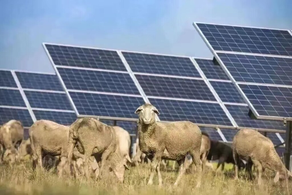 Sheep grazing under the solar photovoltaic panels in Tala Shoal in northwestern China: The banking sector plays a crucial role in creating a nature-positive future.