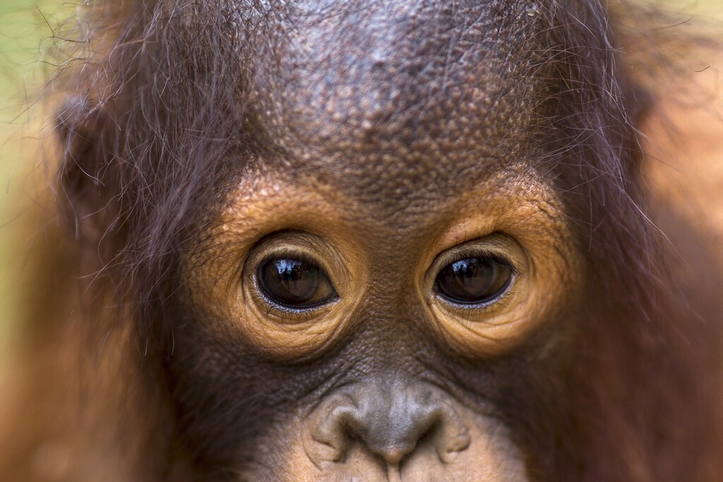 Top nature and climate news: Nature populations in decline; Ocean warming has nearly doubled since 2005; and more