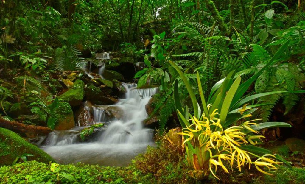 2020 biodiversity new species Bolivia conservation