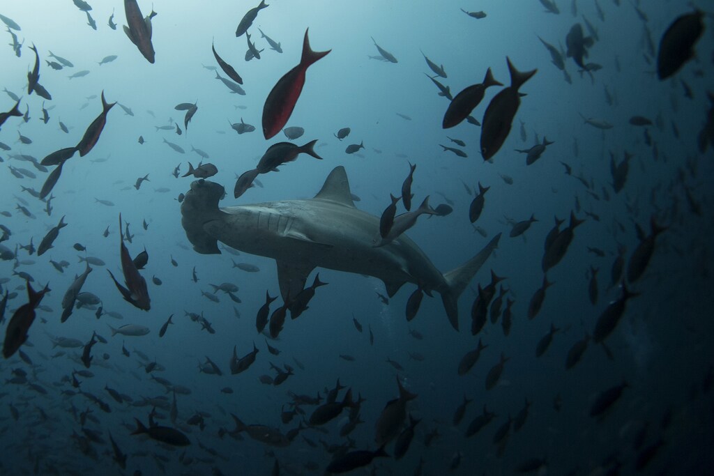 A hammerhead shark swims close to Wolf Island at Galapagos Marine Reserve August 19, 2013.