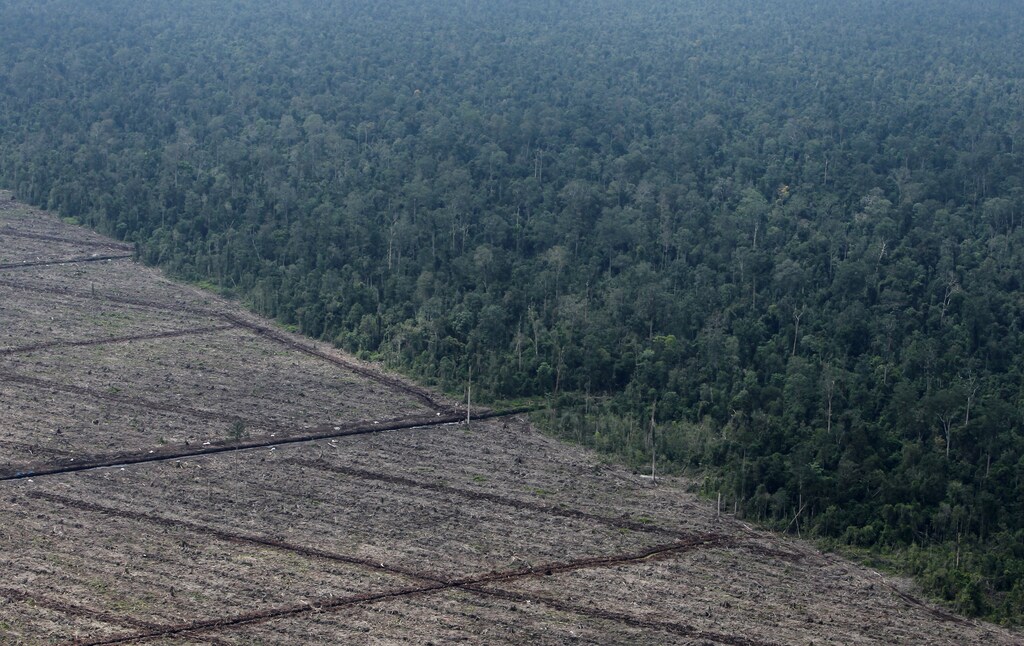 Saving forests