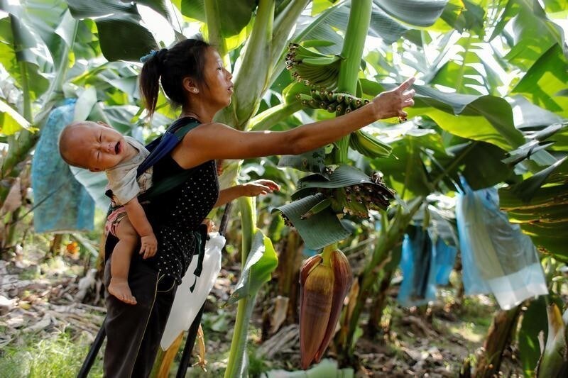 On Keo Wa, 25, carries her 9-month-old baby while working at a banana plantation operated by a Chinese company in the province of Bokeo in Laos April 24, 2017. REUTERS/Jorge Silva SEARCH "SILVA BANANA" FOR THIS STORY. SEARCH "WIDER IMAGE" FOR ALL STORIES. TPX IMAGES OF THE DAY - RC19975425F0