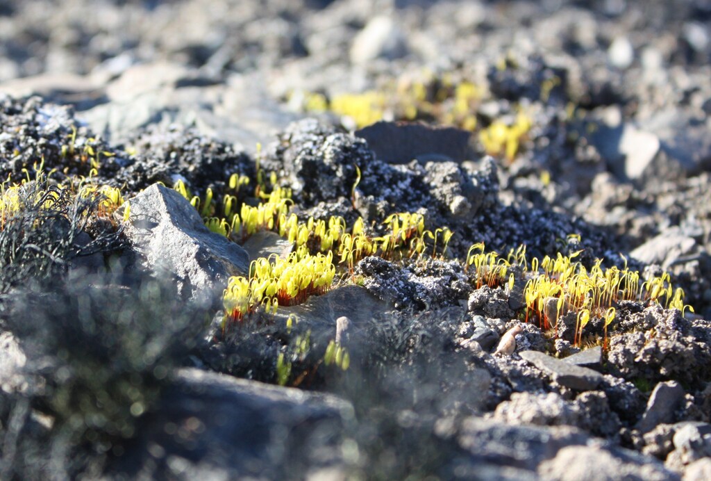 Moss about 1 cm high grows on the Merger mountain peak on the Antarctic Peninsula January 20, 2009. Companies are getting more interested in research into Antarctic life, which has yielded patents helping everything from medicines to ice cream production even though a 47-nation treaty says all science should be made "freely available". To match feature ANTARCTICA/COMPANIES REUTERS/Alister Doyle (ANTARCTICA) - GM1E5260KV102