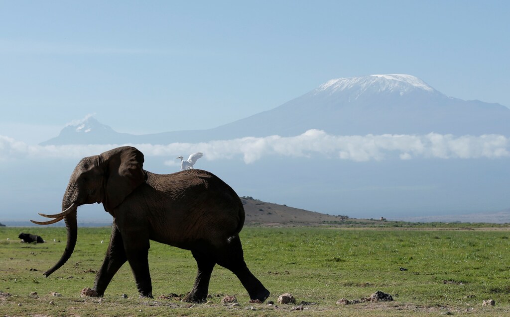An elephant walks in Amboseli National Park in front of Kilimanjaro Mountain, Kenya, March 19, 2017. REUTERS/Goran Tomasevic TPX IMAGES OF THE DAY - RTX31QSZ