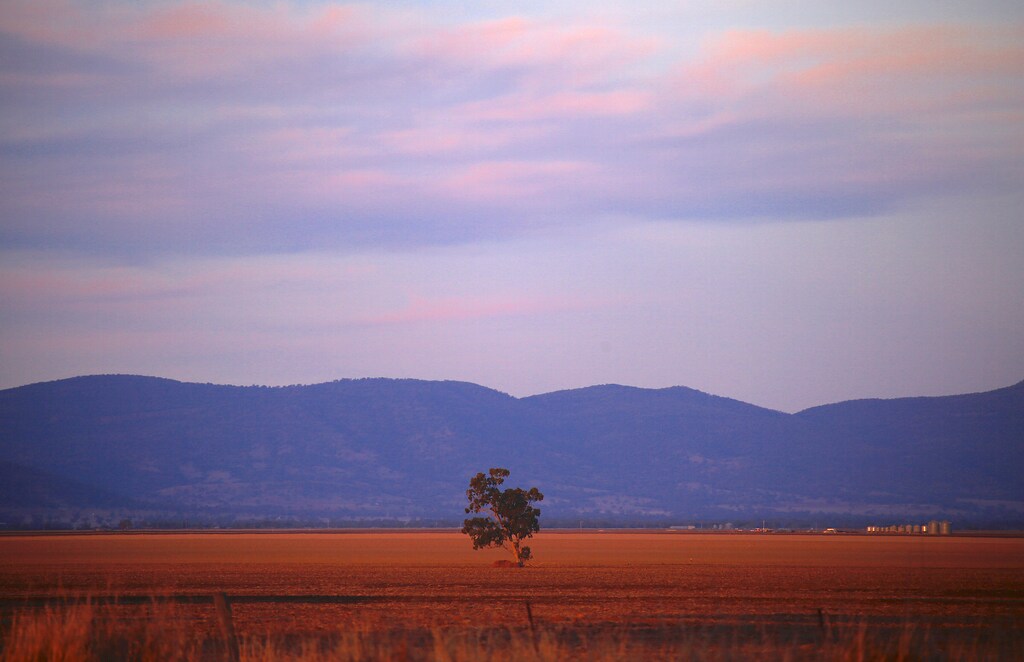 A lone tree can be seen in a drought-affected paddock on farmer Scott Cooper's property named 'Nundah' located on the outskirts of the central New South Wales town of Gunnedah in Australia, July 21, 2018. Picture taken July 21, 2018. REUTERS/David Gray - RC1798DB63E0