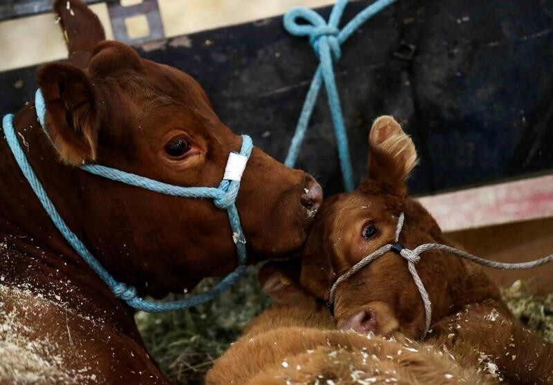A cow and its calf are seen at the Argentine Rural Society's Palermo livestock and agriculture camp exhibition, in Buenos Aires, Argentina July 25, 2019. Picture taken July 25, 2019. REUTERS/Agustin Marcarian - RC1E8BB7A390