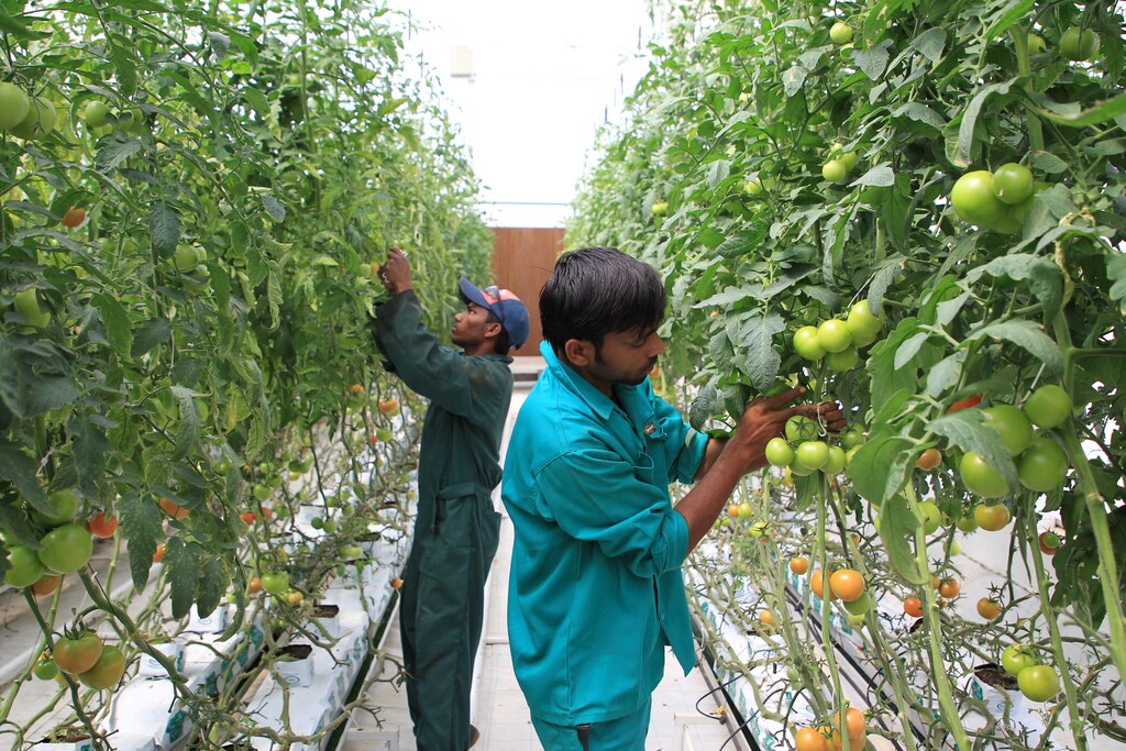 Workers inspect tomatoes in a greenhouse at Agrico, which has the country's biggest hydroponic farm, in Al-Khor, north of Doha, Qatar May 15, 2019. Innovation and cooperation are key to securing the future of the global food system and food security.