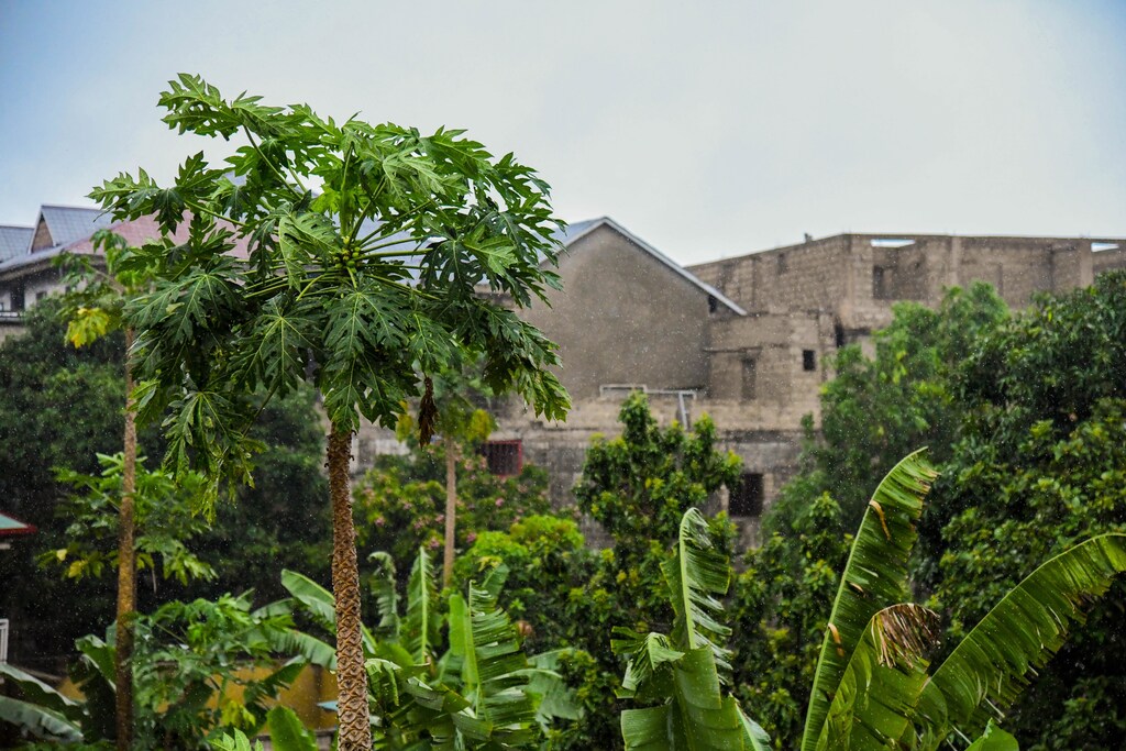 In the Democratic Republic of Congo women are helping to conserve and restore the rainforest