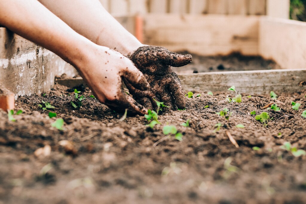 exposure to some of the microbes in nature, such as this child's hands in the soil, can be important for our health