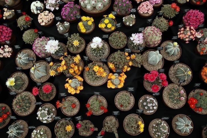 Cactus plants are seen during media day at the Chelsea Flower Show in London May 19, 2014. REUTERS/Stefan Wermuth (BRITAIN - Tags: ENTERTAINMENT ENVIRONMENT)