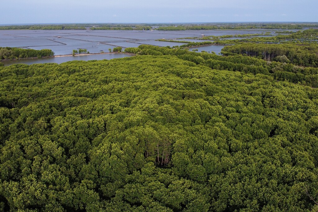 An aerial picture shows the area replanted with mangrove trees by Cukup Rudiyanto and his colleague Samsudin, in Pabeanilir village, Indramayu regency, West Java province, Indonesia, March 14, 2021. Picture taken with a drone, March 14, 2021. REUTERS/Willy Kurniawan - RC2DPM9UVJCI