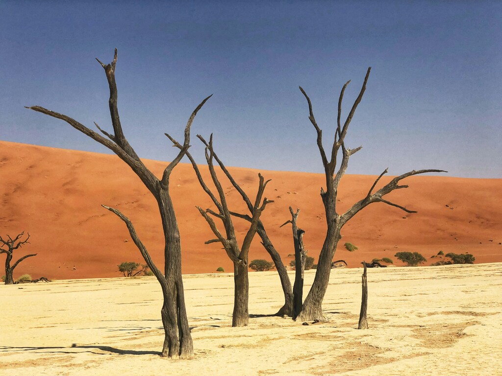 A parched landscape with dead trees, illustrating the need for adaptation finance