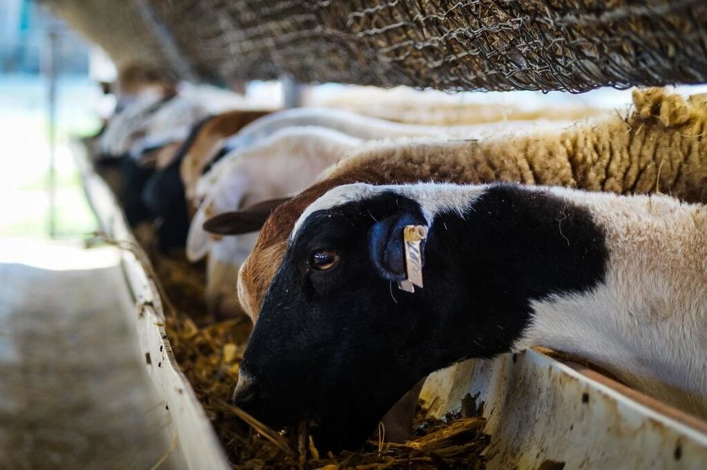image of farm animals feeding