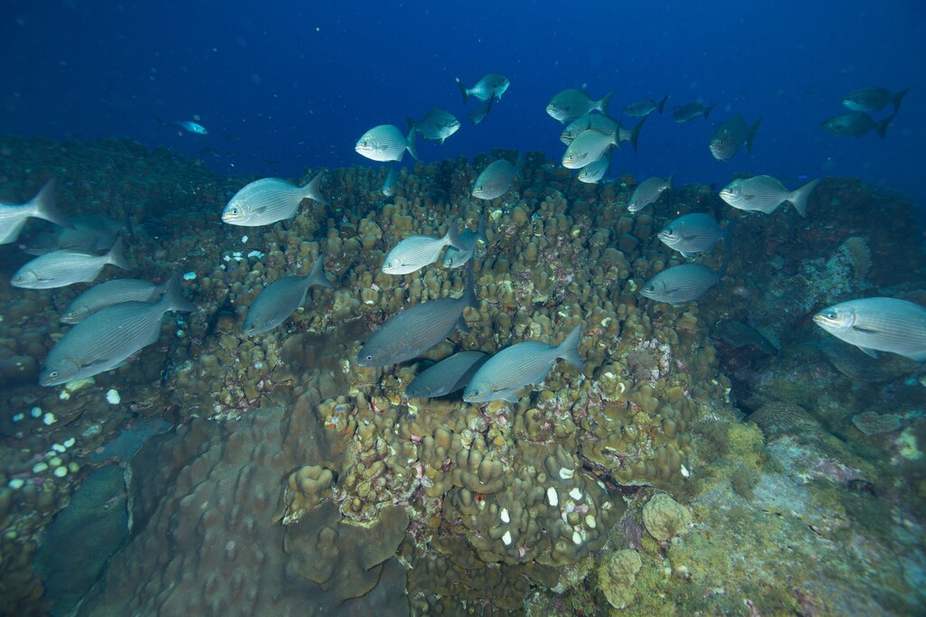 Multiple fish swimming in an ocean.