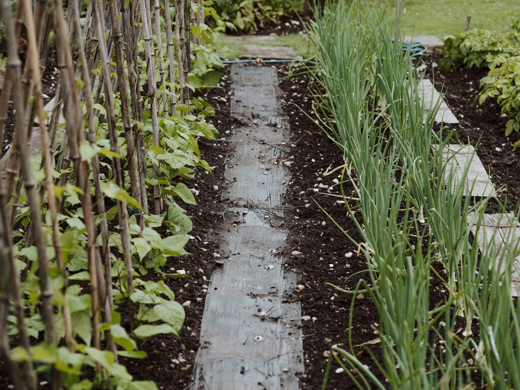 An image of a small plot of crops illustrating the need for seed innovation