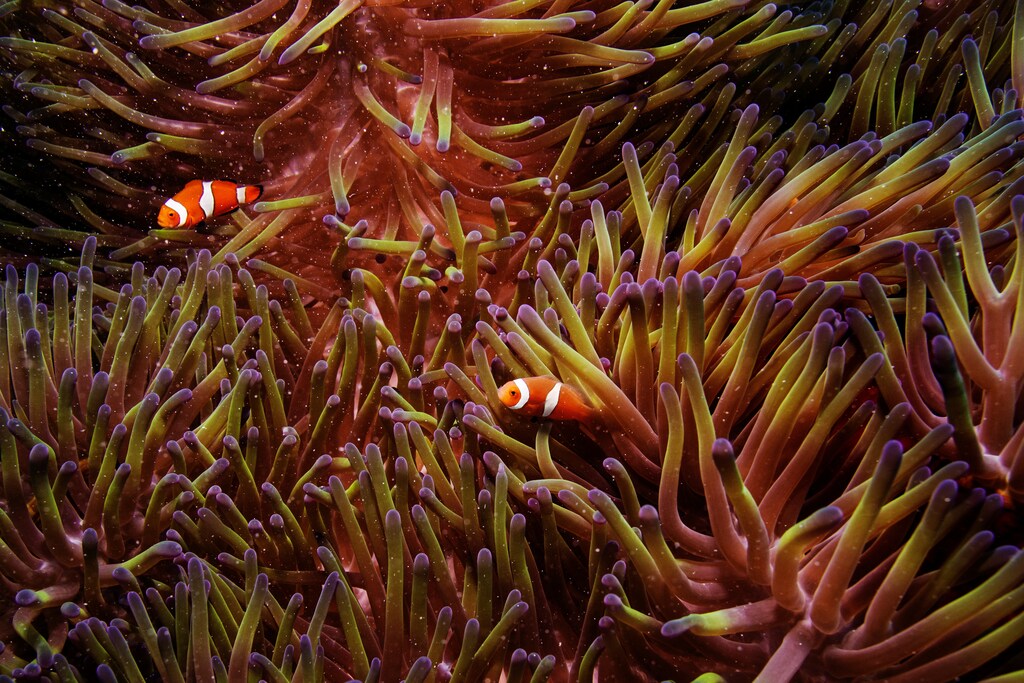 Two clownfish swim inside of a sea anemone in the Great Barrier Reef off the coast of Cairns, Australia October 26, 2019. REUTERS/Lucas Jackson - RC20PD98YH6H