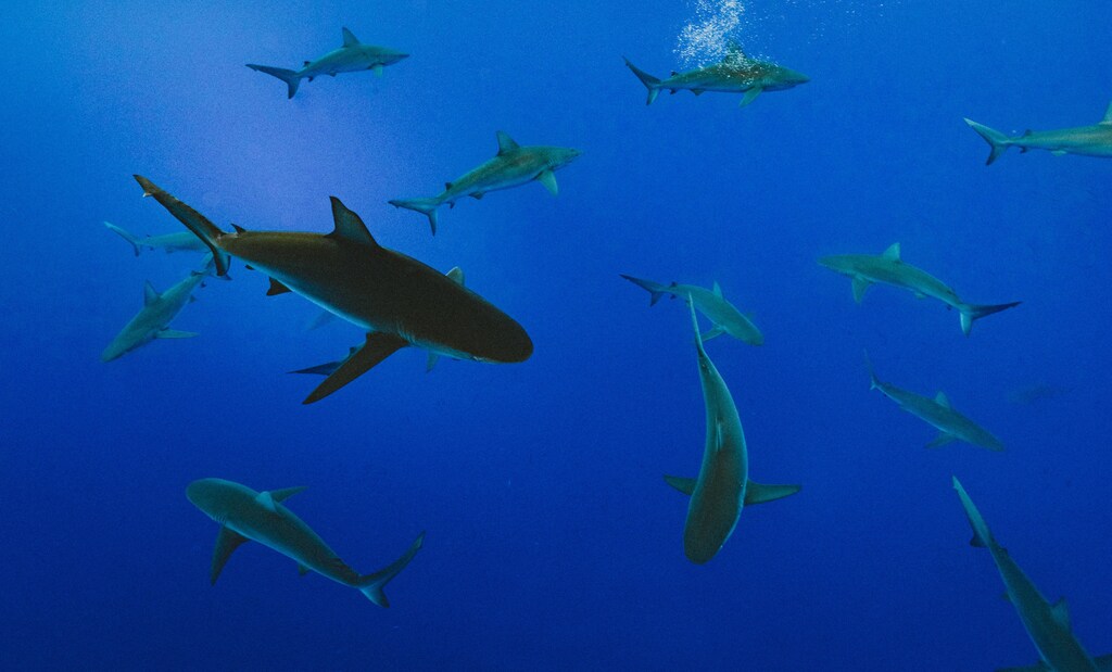 Multiple sharks swimming around in an ocean