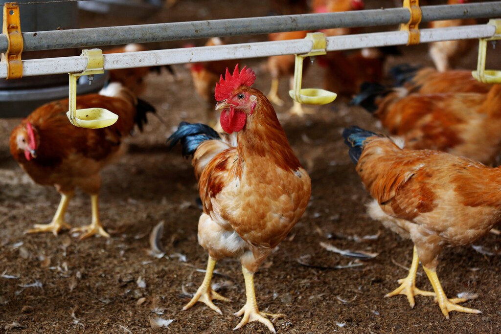 Chickens are seen at a farm in Hanoi, Vietnam April, 24, 2018. REUTERS/Kham